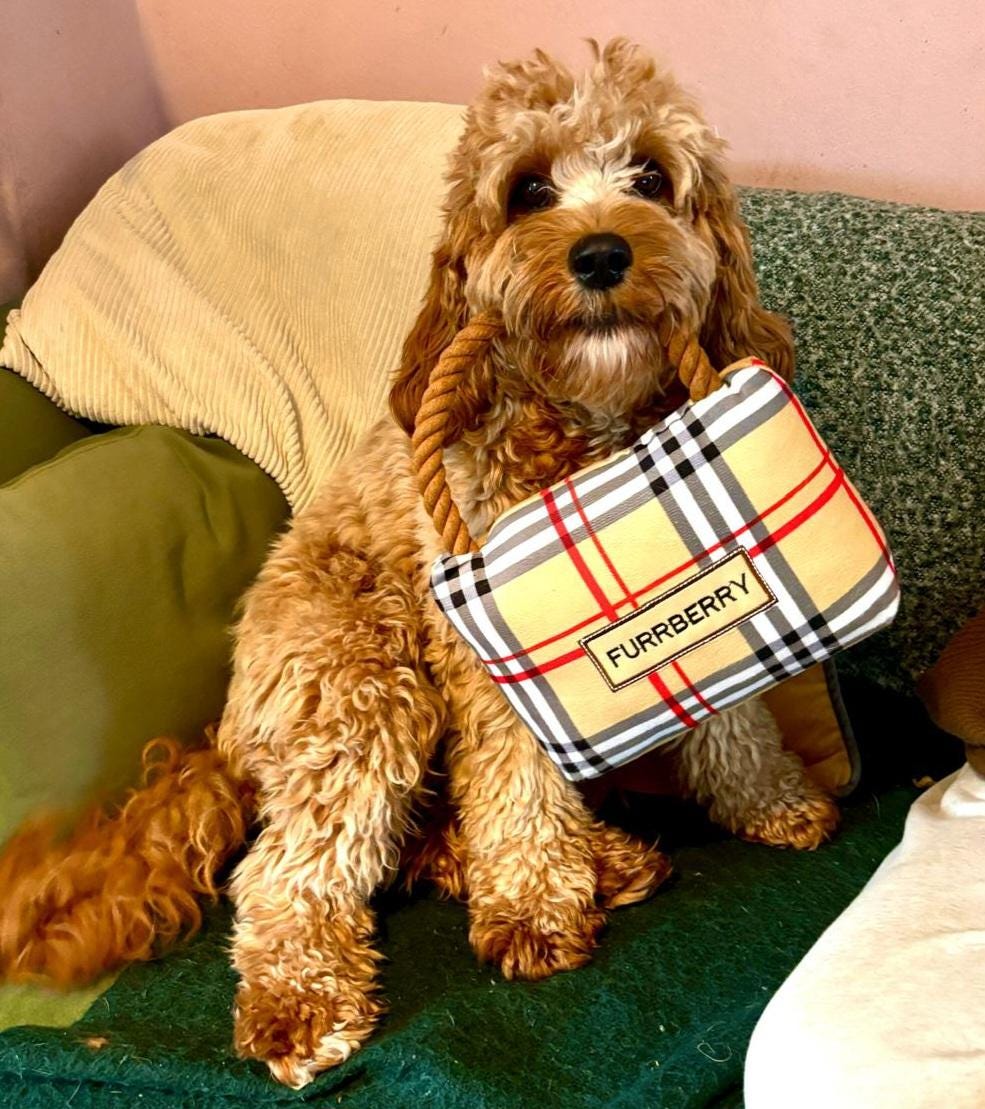 Barbie the Cavapoo