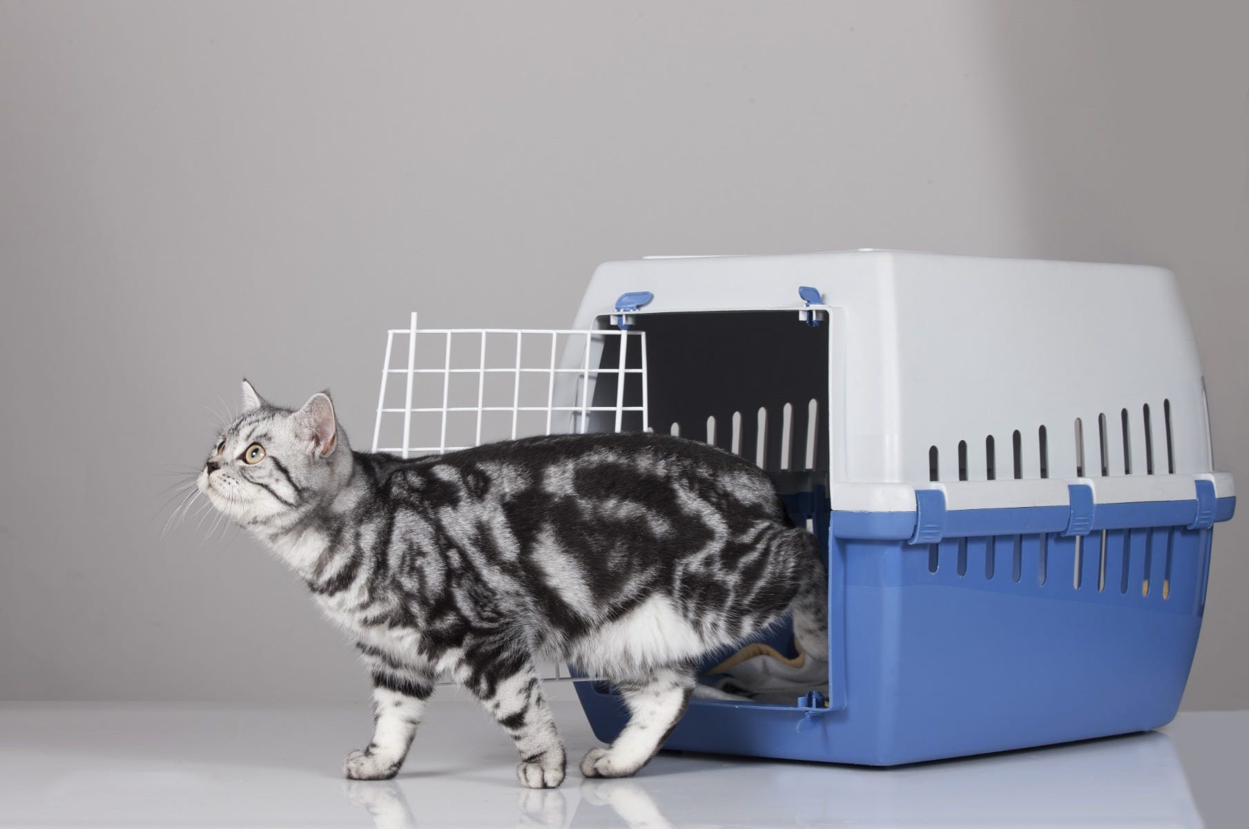 Cat Carrier