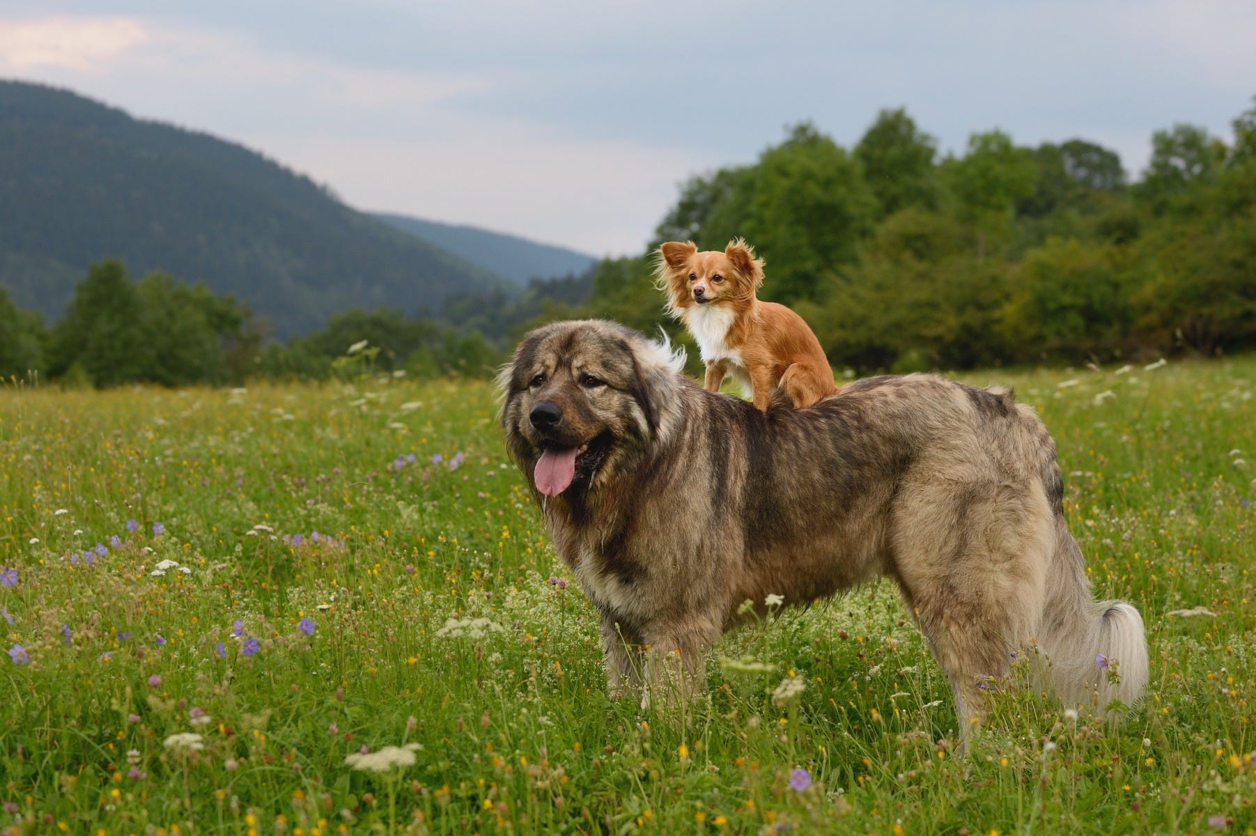 A small dog standing on a big dogs back