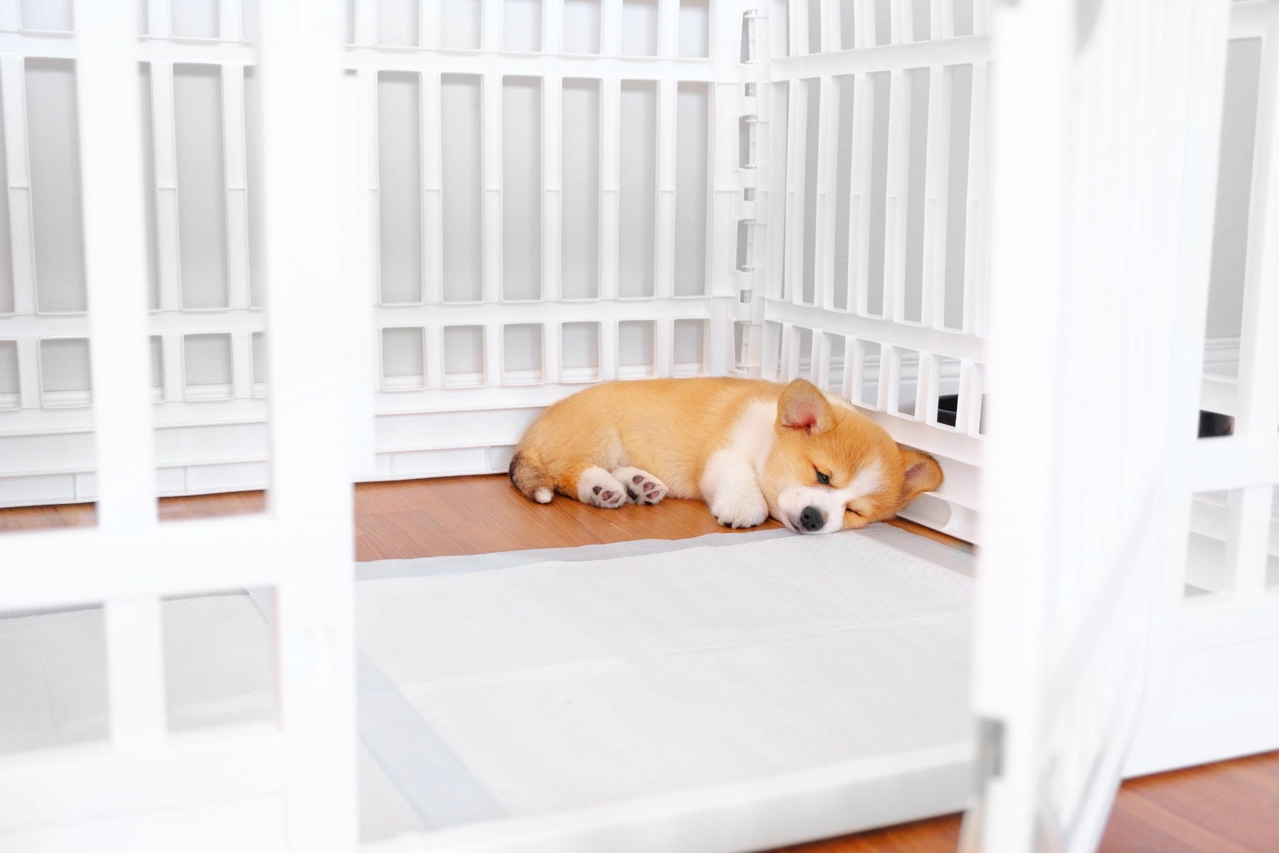 crate training a puppy
