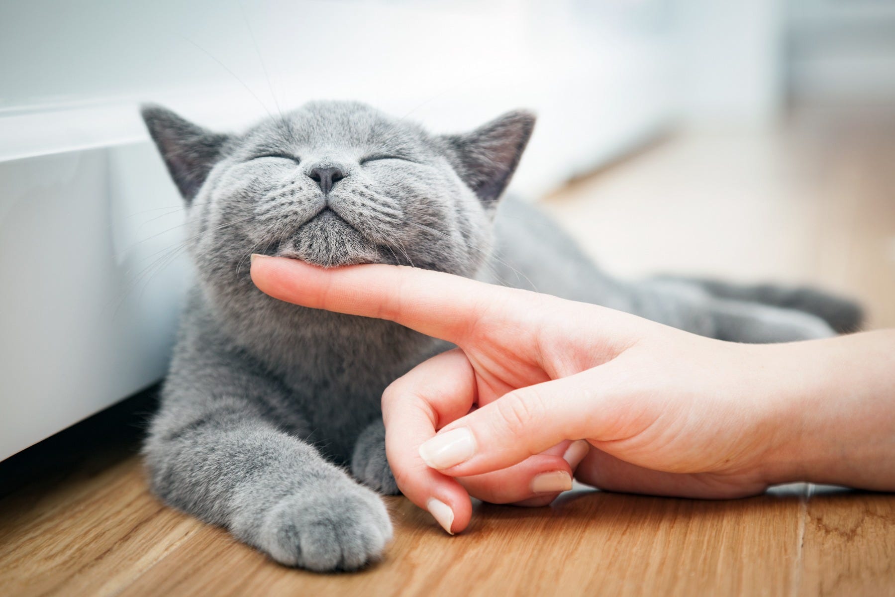 Helping a new cat settle