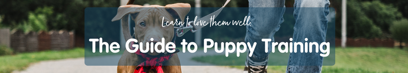 A guide to puppy training
