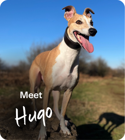 Meet Hugo
