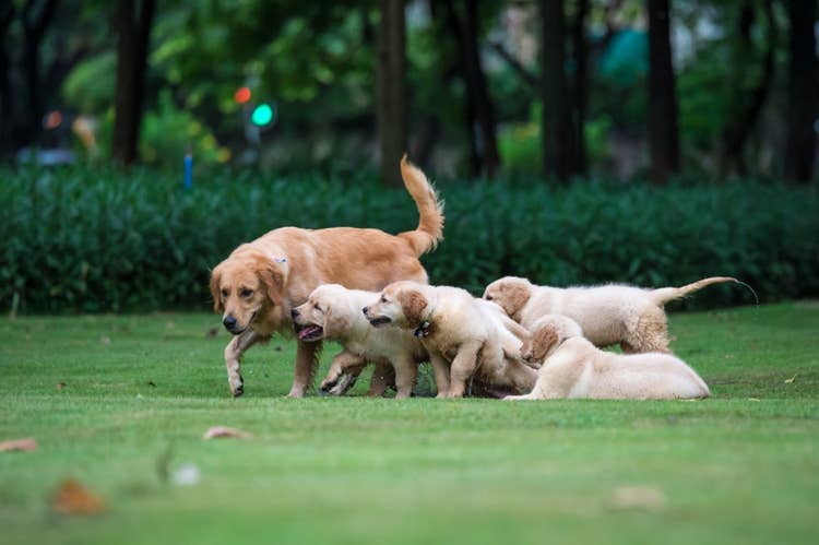 A mother golden retreiver being followed around the garden by her five puppies