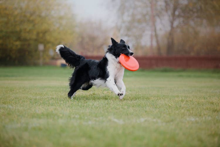 A border collie running in a park with a red frizbee in their mouth