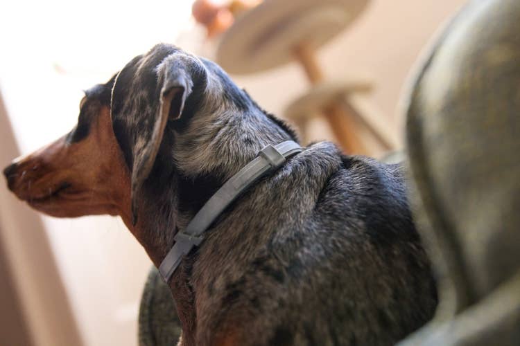 A black and tan Dachshund in their bed wearing a Seresto Flea & Tick collar