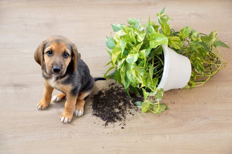A sad looking basset hound puppy caught red-handed beside the plant pot they knocked over.