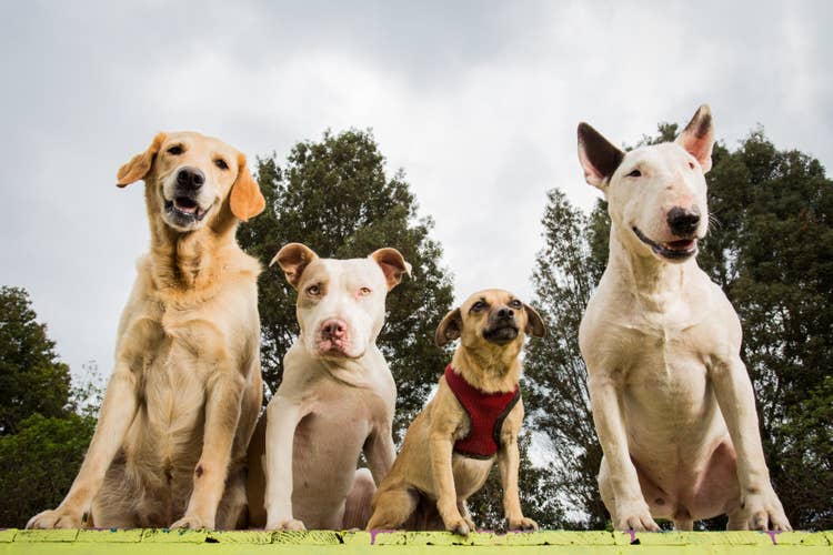 Four dogs of different breeds sitting on a large yellow box. FRom left the right: A golden retriever, a pitbull terrier, a terrier cross, and a english bull terrier