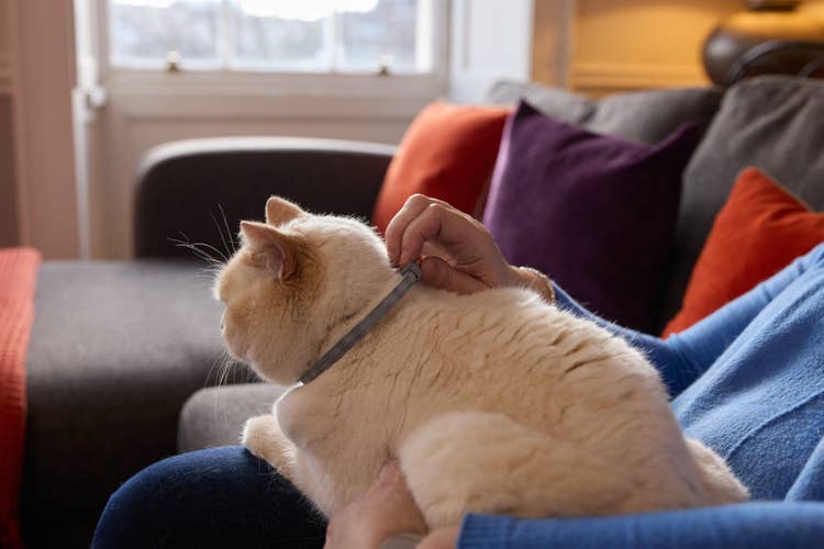 A cream short-haired cat sitting on its older owners lap wearing a Seresto cat flea and tick collar