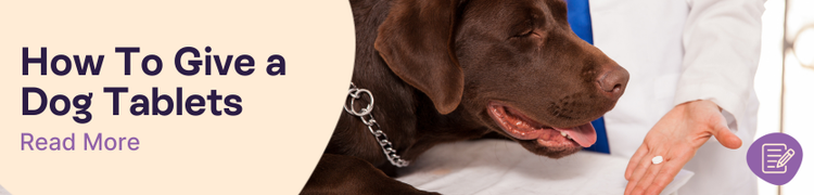 How to give a dog a tablet header