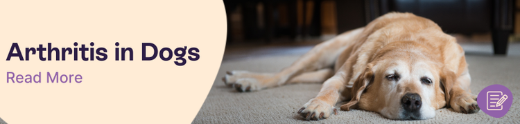 arthritis in dogs