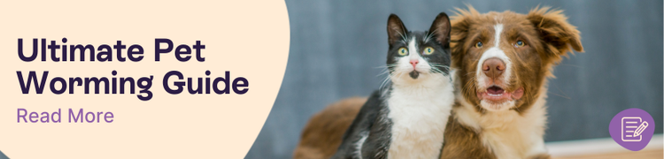 How to Protect your pet from worms header