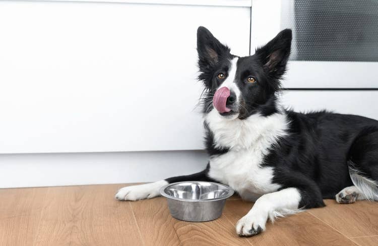 Adult Border Collie finishing their food | What age should dogs eat adult food?