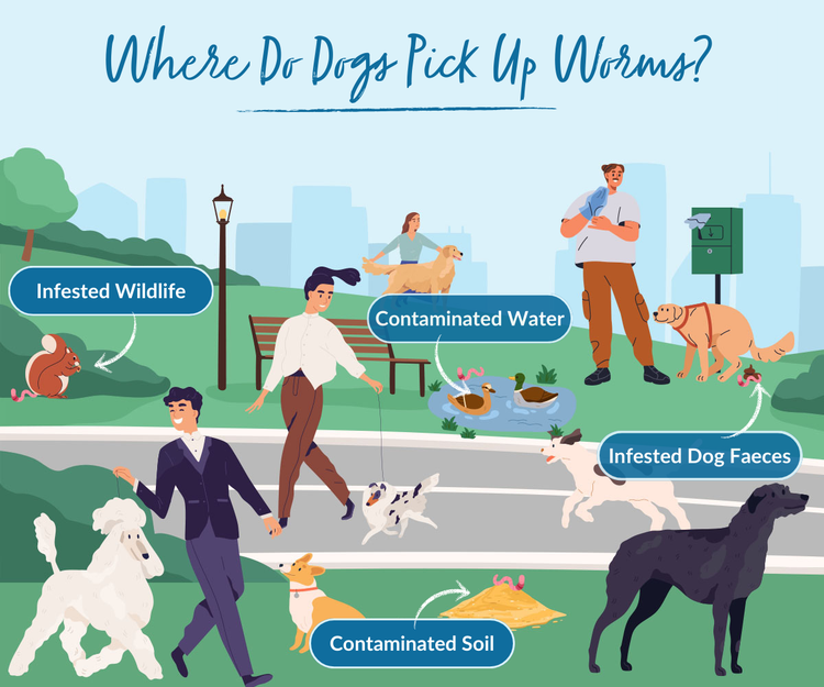 A cartoon infographic depicting the most common places pets pick up roundoworms.