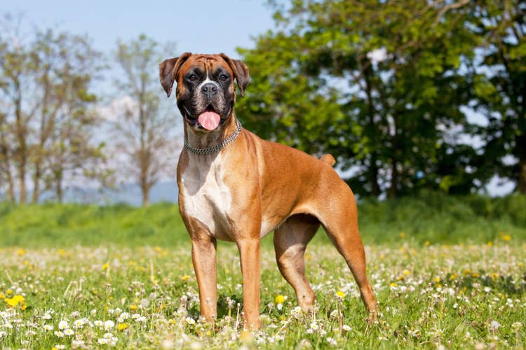 A adult Boxer breed dog standing in a field looking at the camera.