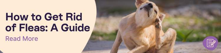 Complete Guide to Getting Rid of Fleas header