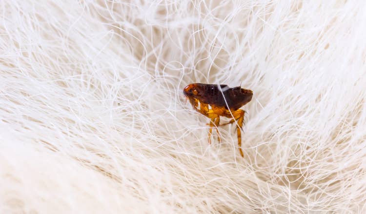 A close up of an adult flea climbing through white fur
