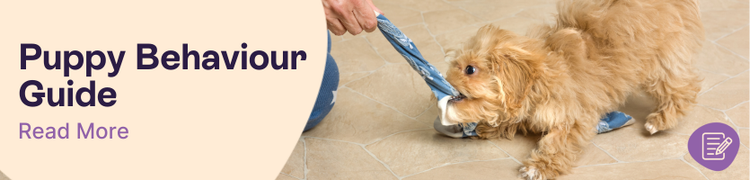 Puppy behavioural guide header