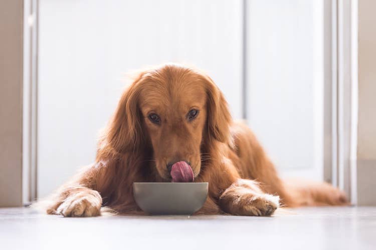 A red golden retriever lying on the kitchen floor licking their lips as they eat dog food out of a grey bowl.
