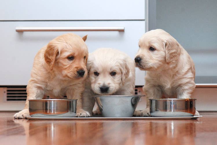 Three golden retriever puppies sitting behind stainless steel dog bowls waiting for their dinner.