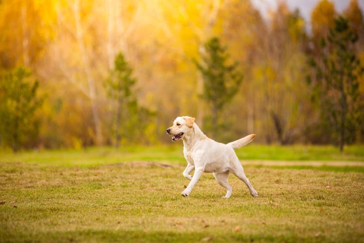 An adult labrador retriever running through an autumnal field.