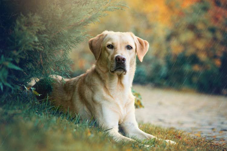 A yellow labrador lying under a fir tree beside a woodland path and looking at the camera.
