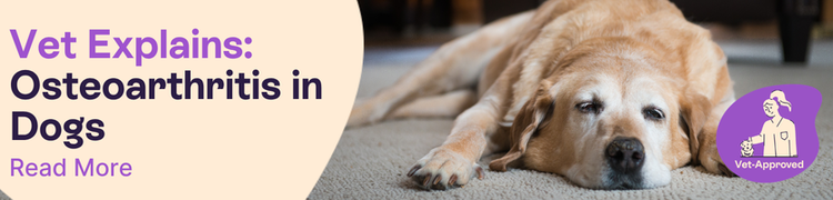 arthritis in dogs