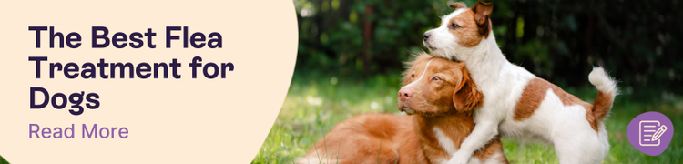 What is the Best Flea Treatment for Dogs