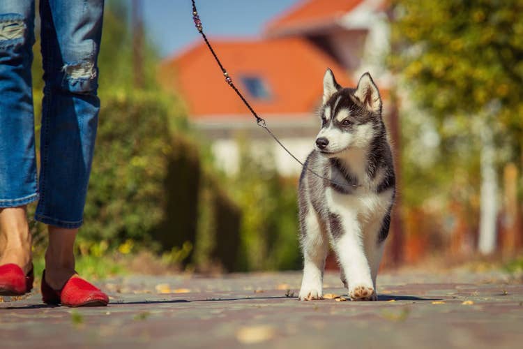 An owner in red shoes walking their new husky puppy on a lead down the street