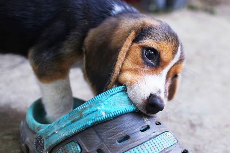 A beagle puppy chewing on a blue and grey Croc shoe