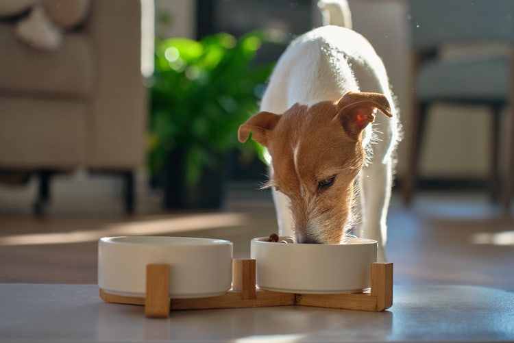 A wire-haired terrier eating from one of two raised white ceramic dog bowls