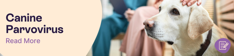 Canine Parvovirus header image of a dog sitting calmly while their owner talks to a vet