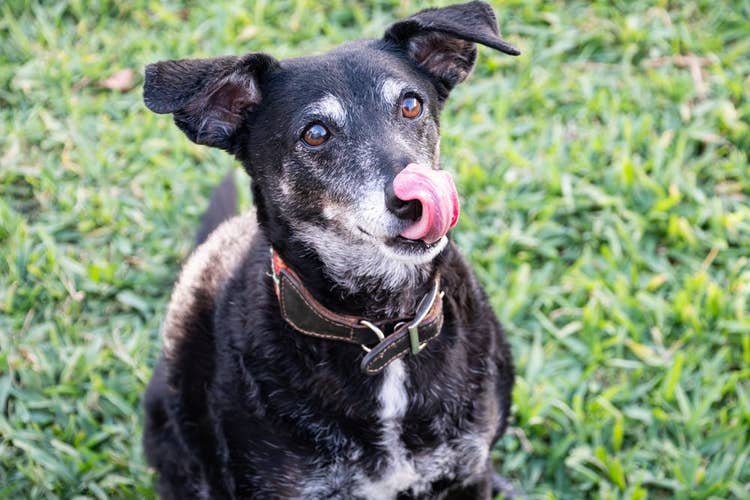Senior dog waiting for a treat | Why senior dog food is important