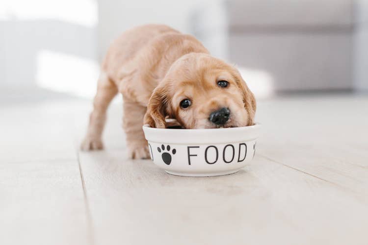 A golden retreiver puppy eating out of a large, white ceramic dog bowl that reads "Food"