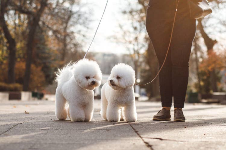 An owner walking two bichon frise dogs down the pavement at sunset