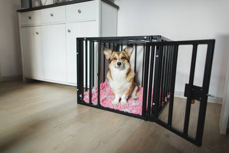 An adult Pembrokshire welsh corgi waiting patiently in their crate.