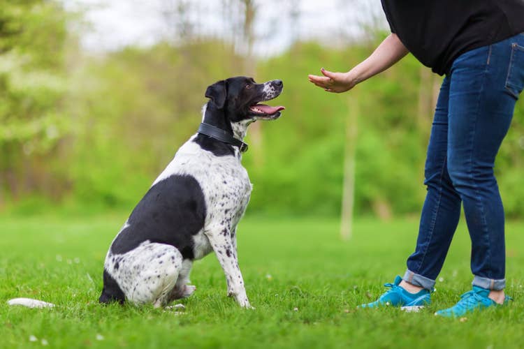 An English Pointer sitting at their owners command while out in a field.