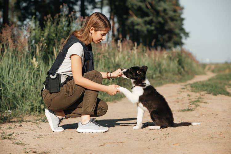 A female owner rewarding her border collie puppy for performing the shake command while out on a trail walk.