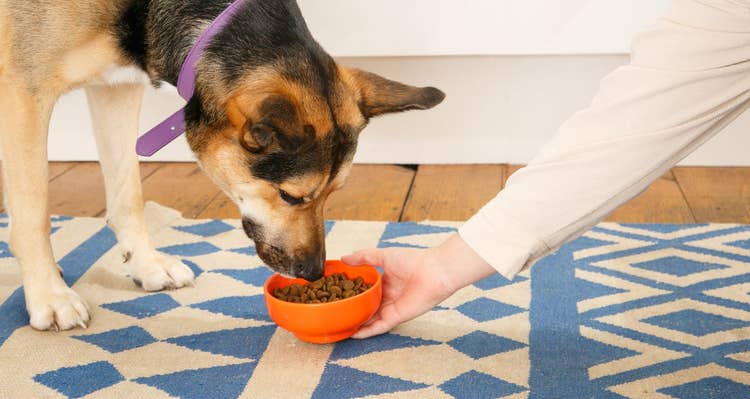 A close up of a large black and tan rescue dog being offered an orange bowl full of kibble on a white and blue rug.