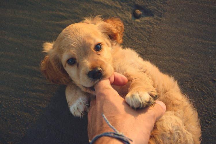 A golden retriever puppy on their back biting their owner's finger