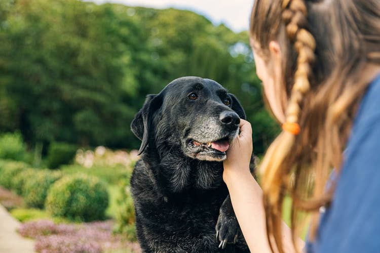 A female owner stroking her senior black labrador's gray muzzle while out on a walk