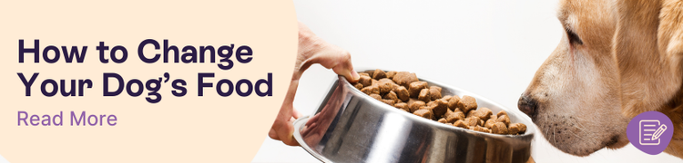 How to Change Your Dog's Food Header