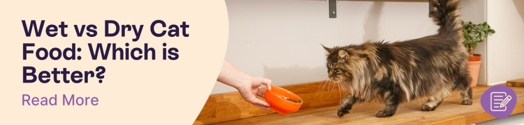 Wet vs Dry Cat Food Header