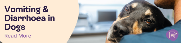 A black and tan dog being held by a vet with overlay text that reads "Vomiting & Diarrhoea in Dogs"