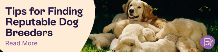 How to find an ehtical dog breeder header