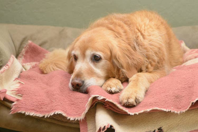 A seior goldn retriever lying down on the sofa on top of a pink blanket.