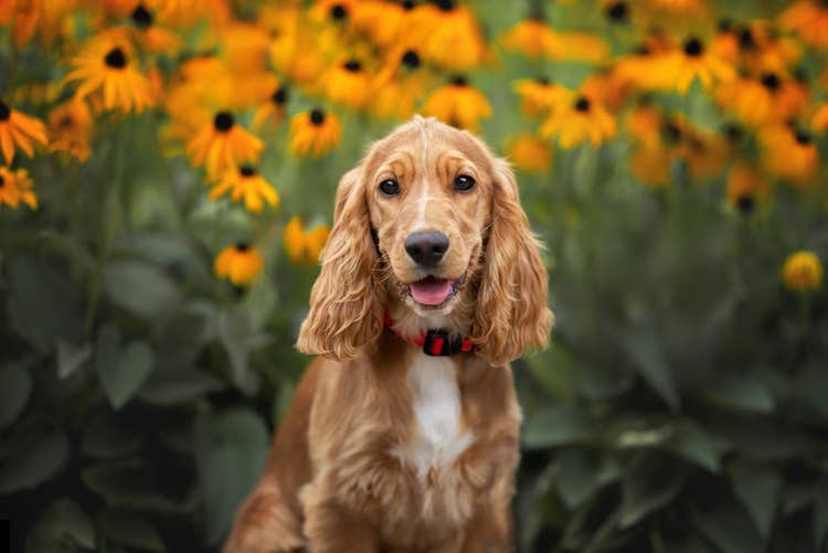 A red and white cocker spaniel in a red collar in a field of orange flowers.