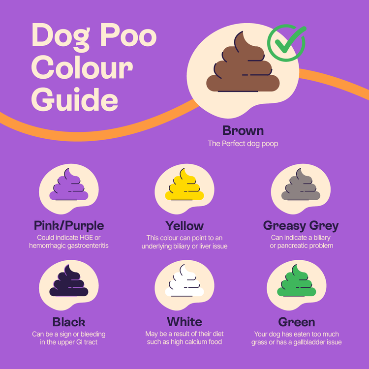 A detailed visual guide of different colours of dog poos and what they mean
