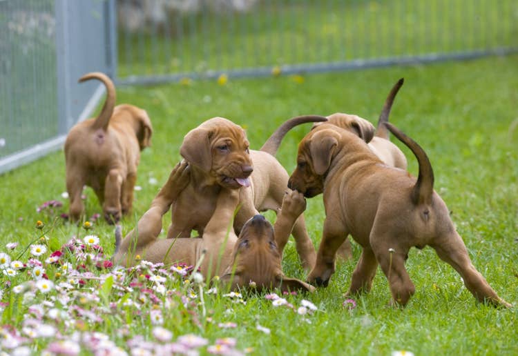 A litter of five pointer puppies playing together in an enclosed space in a garden