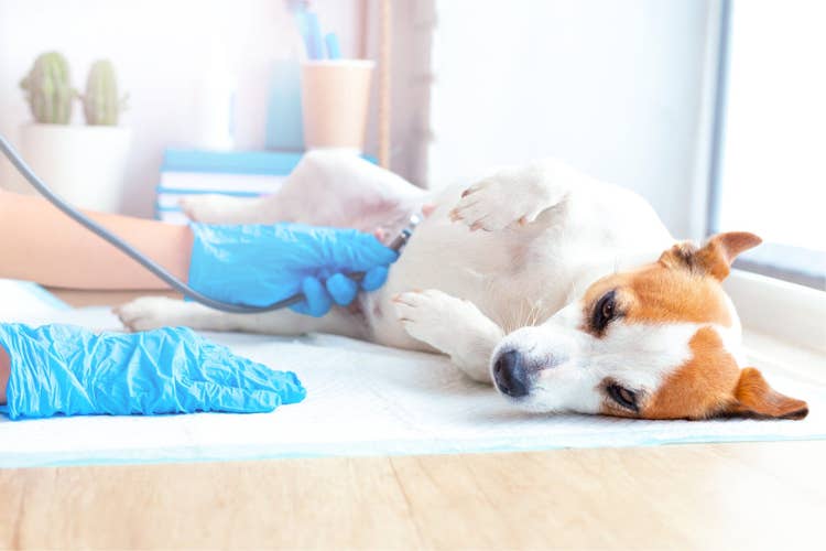 A pregnant tan and white Jack Russell Terrier having an inspection at the vet